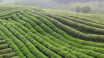 Discover the beauty of spring tea gardens in Jiangxi Jingdezhen Shi Zi Yuan Tea Garden