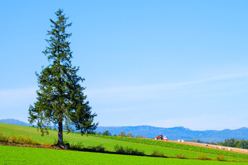 クリスマスツリーの木	美瑛