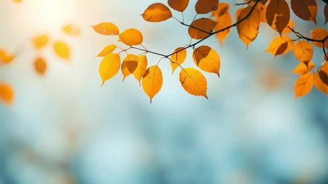 Beautiful yellow red and orange leaves in an autumn park
