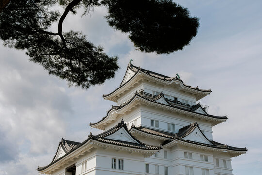 Odawara Castle's keep under the shade of pine branches.