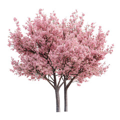 Beautiful Cherry Blossom Tree in Full Bloom on white background