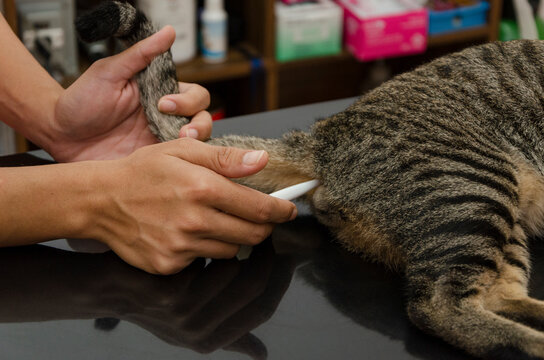 Cat Rectal Thermometry