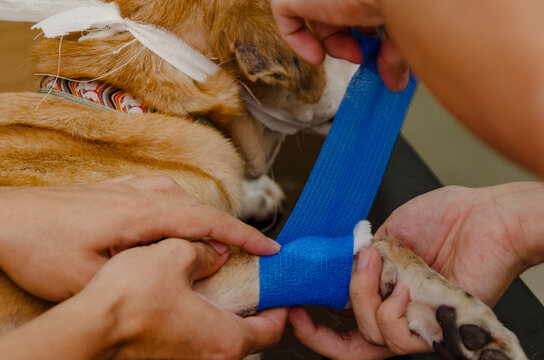 Veterinarian putting a bandage on a dog