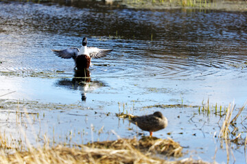 Northern Shoveler mated pair on water displaying breeding behavior