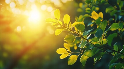 Golden sunlight shines through leaves on a branch.