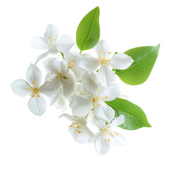 A cluster of white jasmine flowers, star-shaped blooms, isolated.