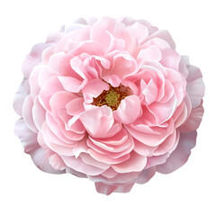 A fully bloomed pink English rose, delicate petals curling gently, transparent background.