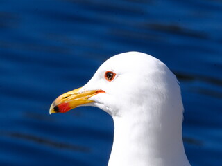 Ring-billed Gull