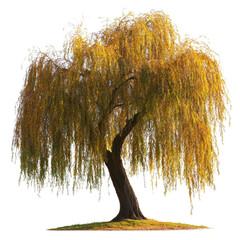 Graceful Willow Tree in Autumn Colors with Transparent Background