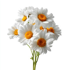 Fototapeta premium A bunch of white daisies with yellow centers. Delicate petals clustered on stems