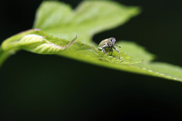 黒背景に愛嬌のあるコフキゾウムシが若葉にのってコチラを望むポートレート（自然ストロボマクロ撮影）
