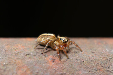 錆びた手すりにかわいいデーニッツハエトリ蜘蛛のアップ（自然環境下マクロ撮影）
