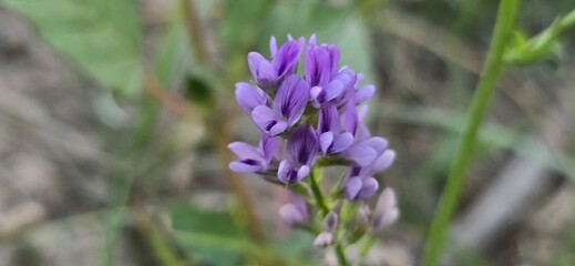 Fototapeta premium Alfa alfa or Lucerne Plant Purple Flowers