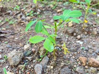 Early Growth of Peanut Plants on Rocky Land