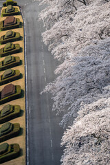 春のお花見満開