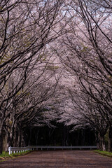 春のお花見満開