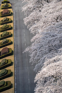 春のお花見満開