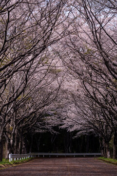 春のお花見満開