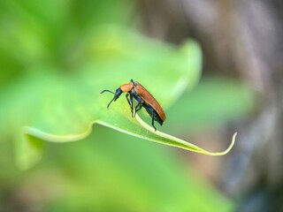 Close-Up of Soldier Beetle (Cantharidae) on Leaf Edge