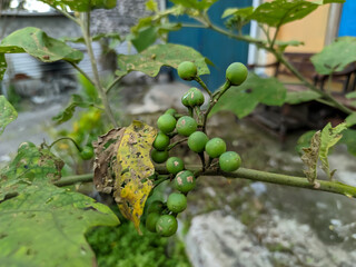 A Turkey Berry plant, showing a branch with its clusters of small, round green fruits.The fruits hang from a brown stem, nestled amongst green leaves, some of which show a little damage.
