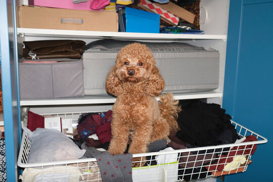Cute dog sitting in a basket of a closet 