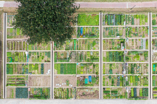 Aerial View of Community Vegetable Garden Plots