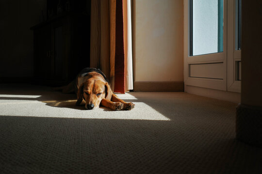 Dog lies in the sun in hotel room