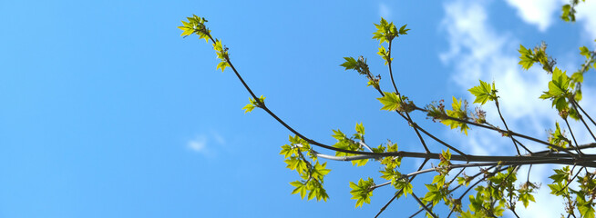 Spring background with fresh green leaves. Bright blue sky with sunlight. Vivid spring landscape. Springtime