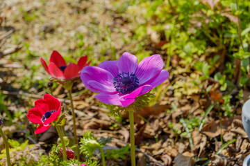 陽光に咲くアネモネの花
