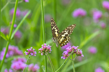 colorful butterfly on the flower