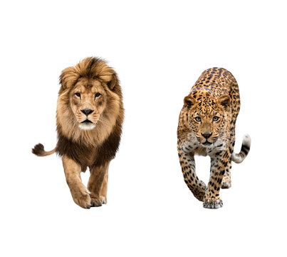 Lion and leopard on transparent background.