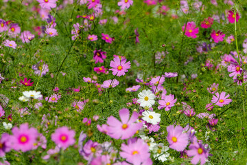 Fototapeta premium 秋に咲くコスモスの花畑
