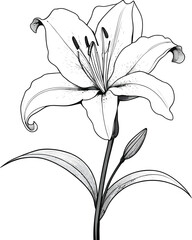 Obraz premium Minimalist Lily Flower Illustration – Bold Botanical Sketch & Elegant Line work