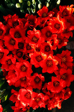 Vibrant Red Blossoms Radiate Joy and Beauty