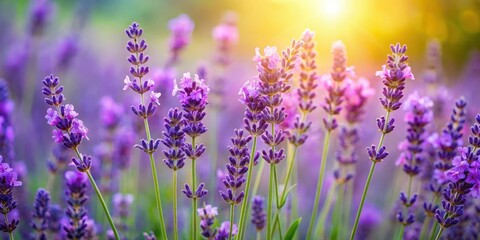 Obraz premium Colorful isolated lavender flowers with green stems and delicate leaves in a soft focus background, capturing their intricate details, nature, botanical images