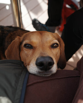 Dog rests her head on unrecognizable person's lap