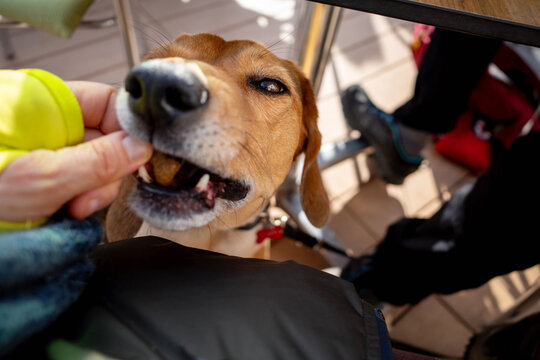 Bloodhound dog takes a treat from unrecognizable woman's hand