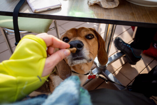 Dog sniffs a bone shaped treat while sitting under restaurant table