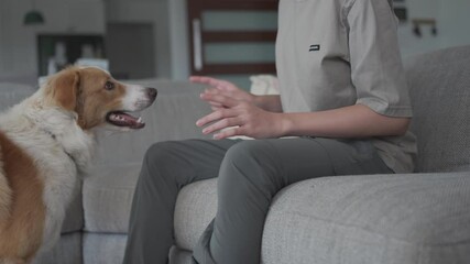 wheaten border collie puppy playing with preteen boy at home, family pet, positive mental health and wellness, pet therapy concept