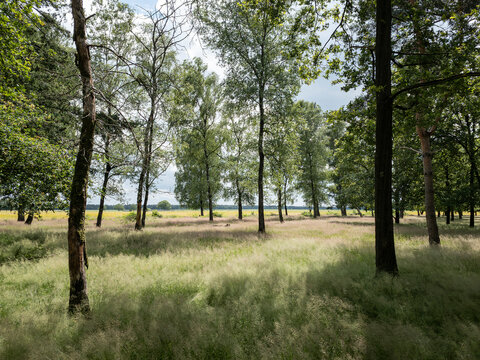 grassland and forest