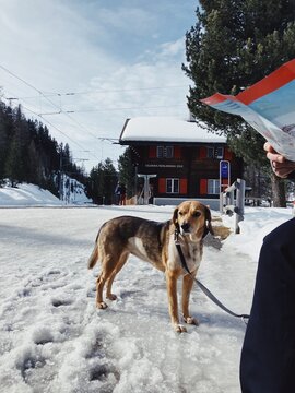 Dog waits train in front of mountains Celerina station