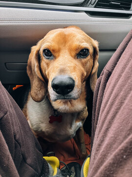 Dog travels by car between passenger's legs