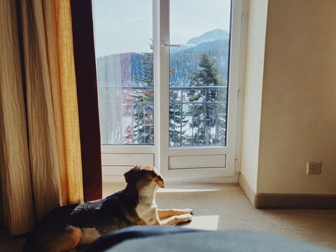 Dog lies in front of glass door and looks at mountain landscape
