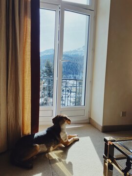 Dog looks at the sight out of door window