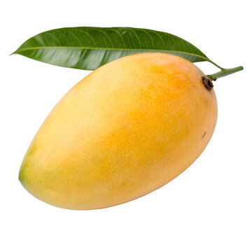 mango isolated on white or transparent png