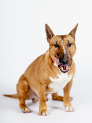 A licking red bull terrier on a white background.