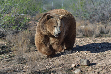 massive impressive formidable brown bear in an open meadow