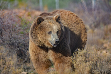 massive impressive formidable brown bear in an open meadow