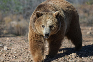 massive impressive formidable brown bear in an open meadow
