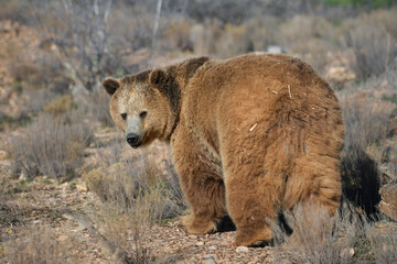 Obraz premium massive impressive formidable brown bear in an open meadow